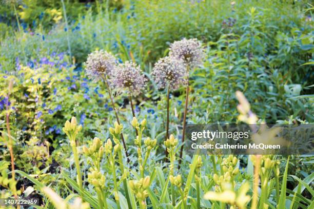oversized globe flowers in the midst of a meadow of wildflowers - englischer garten stock-fotos und bilder
