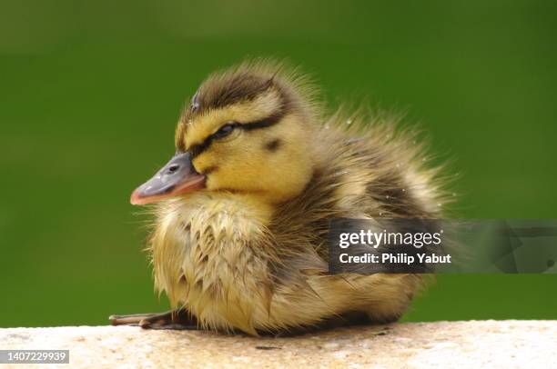 mallard duckling on the edge of a pool (2) - duckling stock pictures, royalty-free photos & images