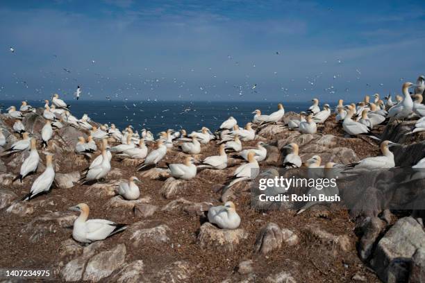 nesting gannets, great saltee, wexford, ireland - wildlife reserve stock pictures, royalty-free photos & images