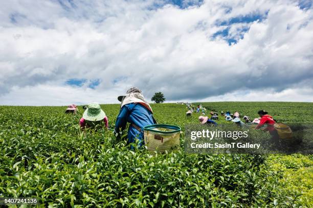 tea pickers - camellia sinensis stock pictures, royalty-free photos & images