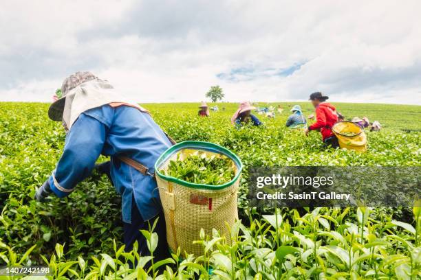 793 Chiang Rai Tea Stock Photos, High-Res Pictures, and Images - Getty ...