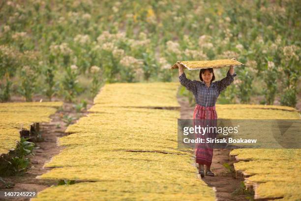 farmer, tobacco plantation - tobacco product stock pictures, royalty-free photos & images