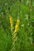 Agrimonia eupatoria blooms among herbs