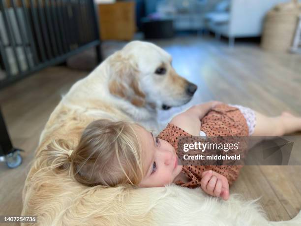menina bebê bonito com cão golden retriever - golden retriever baby - fotografias e filmes do acervo