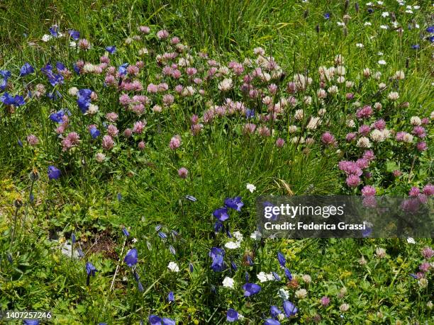 bellflowers (campanula scheuchzeri vill.) and alpine clover (trifolium alpinum) - trifolium alpinum stock pictures, royalty-free photos & images