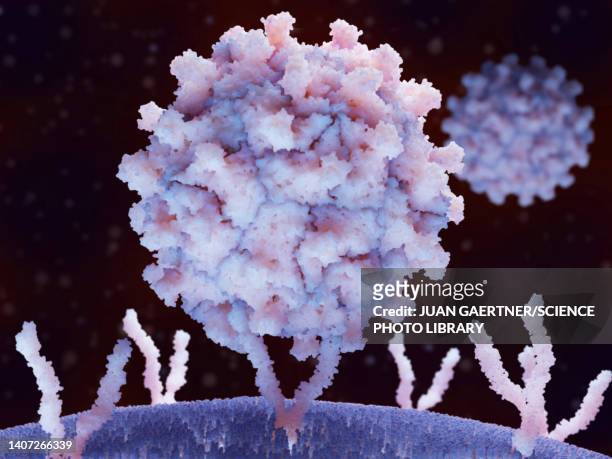 coxsackievirus bound to human cell, illustration - cold virus stock illustrations
