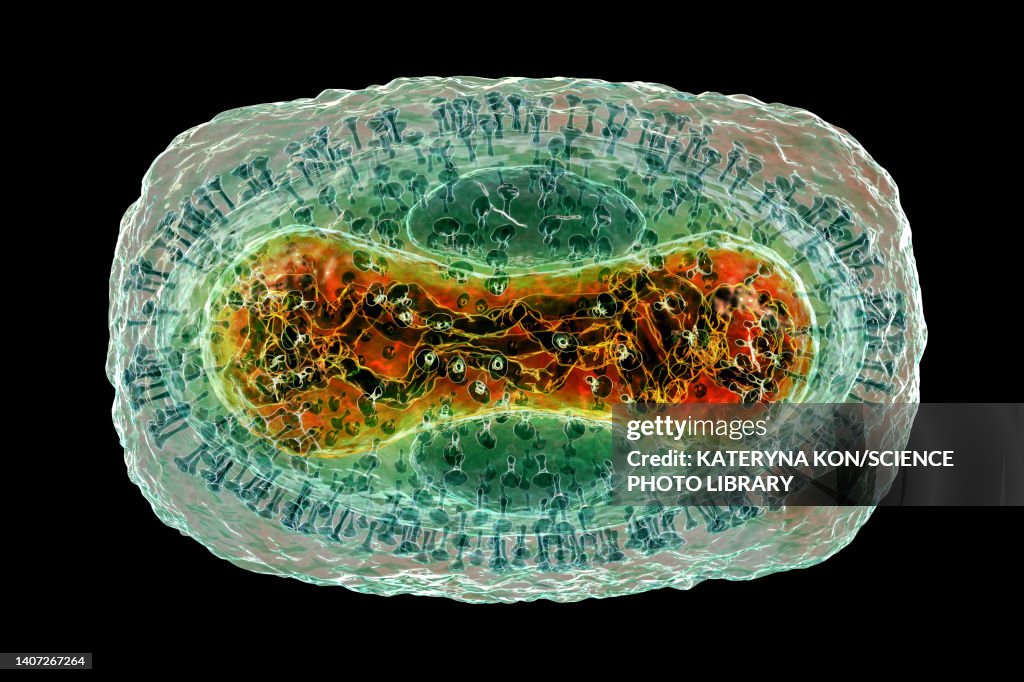 Monkeypox virus particle, illustration