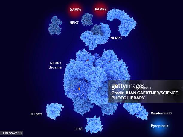 activation of nlrp3 inflammasome, illustration - atherosclerosis stock illustrations