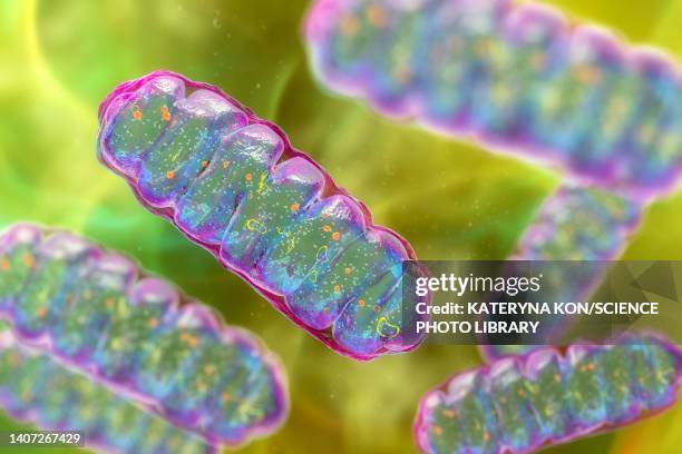 ilustraciones, imágenes clip art, dibujos animados e iconos de stock de mitochondria, illustration - cresta célula humana