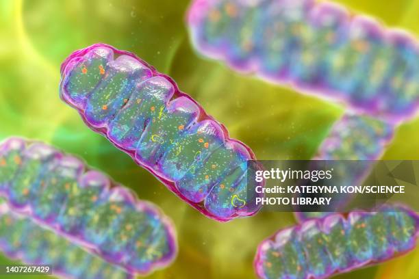 247点のミトコンドリアイラスト素材 Getty Images 247点のミトコンドリアイラスト素材 Getty Images
