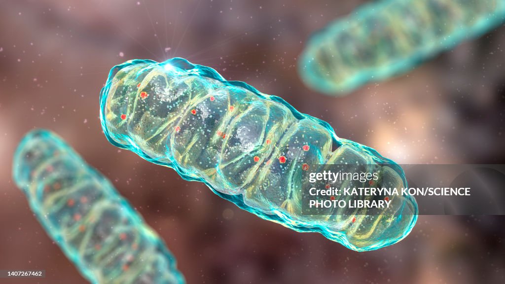 Mitochondria, illustration