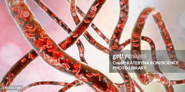 blood vessels, illustration - arterioles stock illustrations