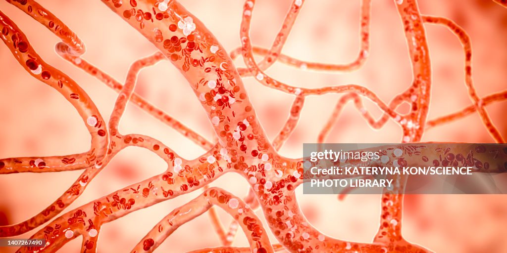 Blood vessels, illustration