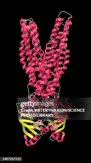 Multidrug transporter molecule, illustration Multidrug transporter molecule, illustration