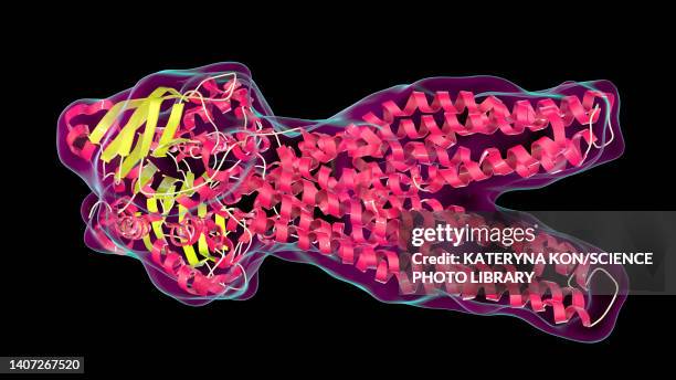 multidrug transporter molecule, illustration - staphylococcus aureus stock illustrations