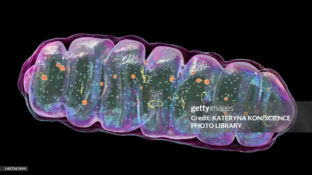 Mitochondrion, illustration