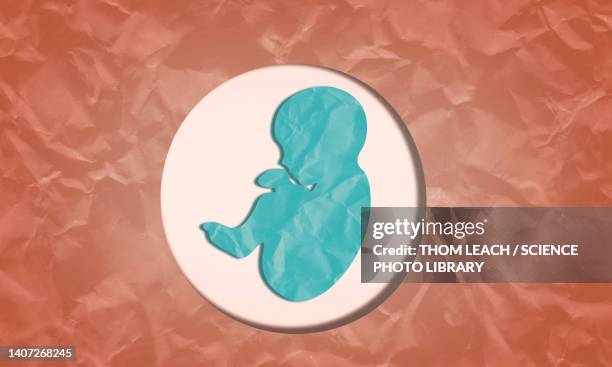 bildbanksillustrationer, clip art samt tecknat material och ikoner med human foetus, illustration - pregnant