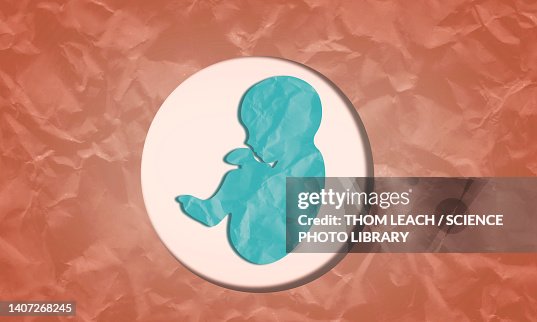 Human foetus, illustration Human foetus, illustration
