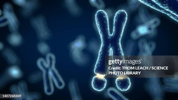 ilustrações de stock, clip art, desenhos animados e ícones de fragile x chromosome, illustration - investigação genética