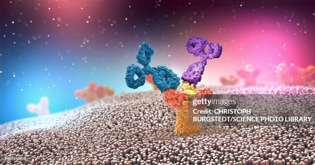 Antibodies attached to a receptor, illustration