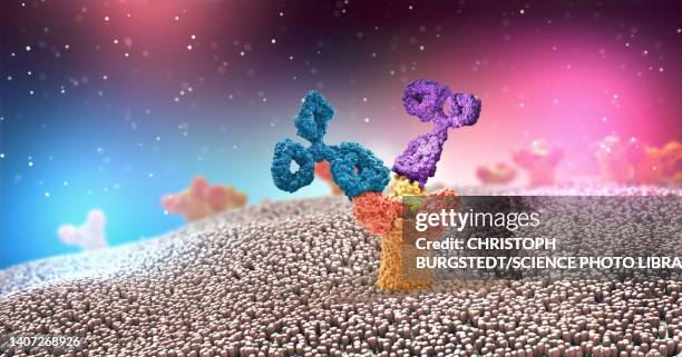 antibodies attached to a receptor, illustration - receptor stock illustrations