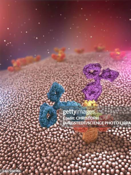 antibodies attached to a receptor, illustration - plasma cell stock illustrations
