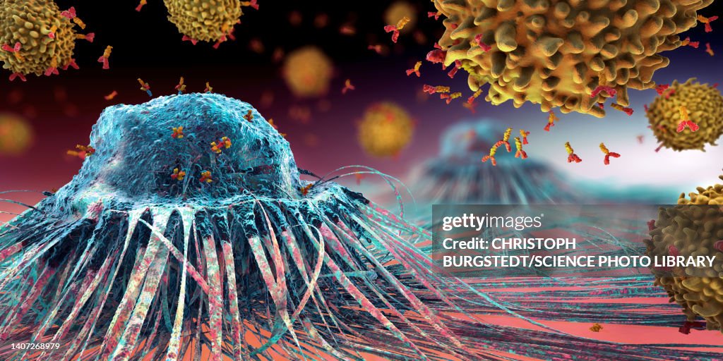 Lymphocytes cells attacking a cancer cell, illustration
