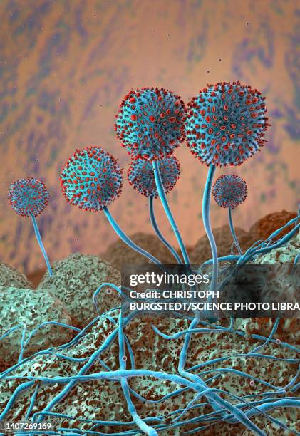 growing mildew, illustration - trichophyton fungus stock illustrations