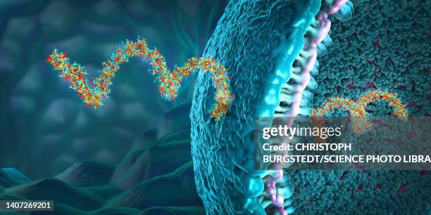 ilustraciones, imágenes clip art, dibujos animados e iconos de stock de ribonucleic acid strands, illustration - nucleótido