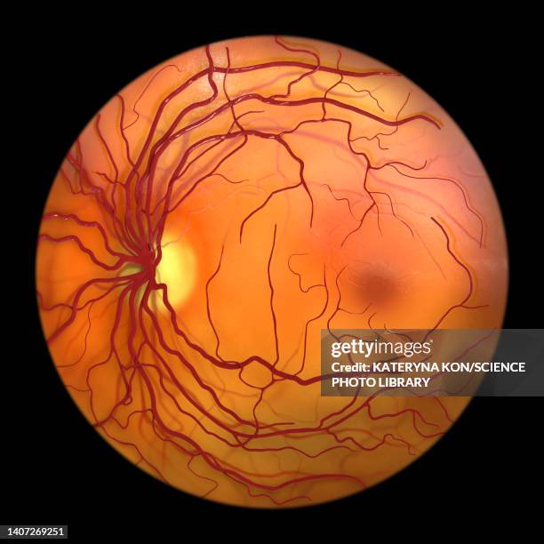 Retina Protection Image 1 622 Retina High Res Illustrations - Getty Images
