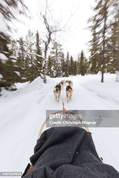 finnland - lappland - hundeschlitten - hundeschlitten stock pictures, royalty-free photos & images