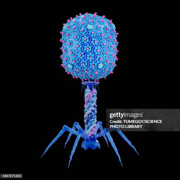 t4 bacteriophage, illustration - t4 bacteriophage stock illustrations