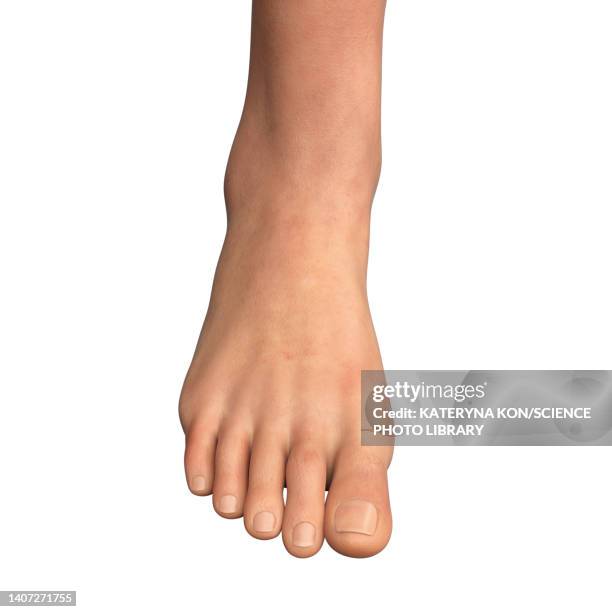 woman's foot and ankle, illustration - toe stock-grafiken, -clipart, -cartoons und -symbole