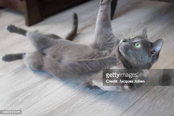 korat grey cat playing - chartreux cat stockfoto's en -beelden