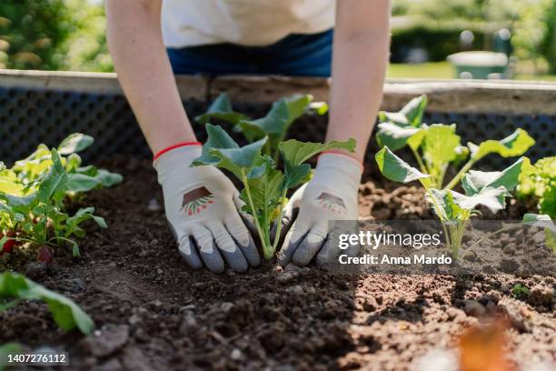 close up of hands of a women planting kohlrabi on a raised bed - canteiro de flores imagens e fotografias de stock