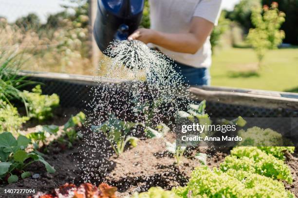 close up of a women watering vegetables in a raised bed - gardening foto e immagini stock