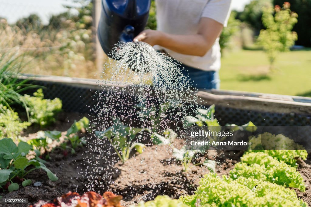 Close up of a women watering vegetables in a raised bed