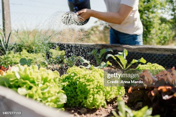 close up of a women watering vegetables in a raised bed - flowerbed stock pictures, royalty-free photos & images