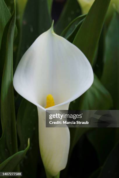 elegant calla lilly in bloom - calla lilies white stock-fotos und bilder