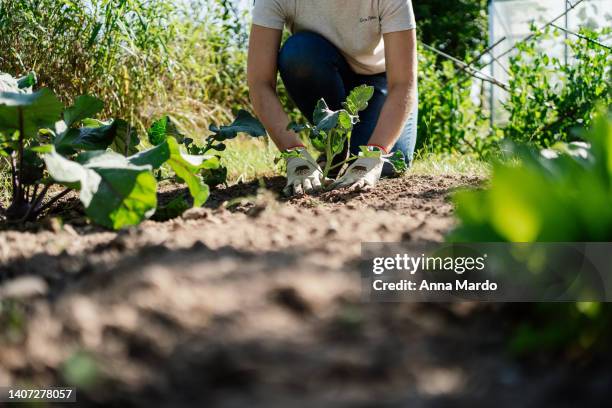 women planting vegetables in the vegetable garden - gardening stock-fotos und bilder