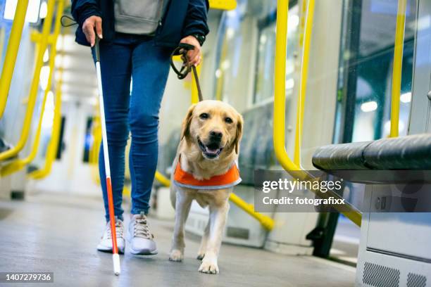 el perro guía lleva a una persona ciega a través del compartimiento del tren - seeing eye dog fotografías e imágenes de stock