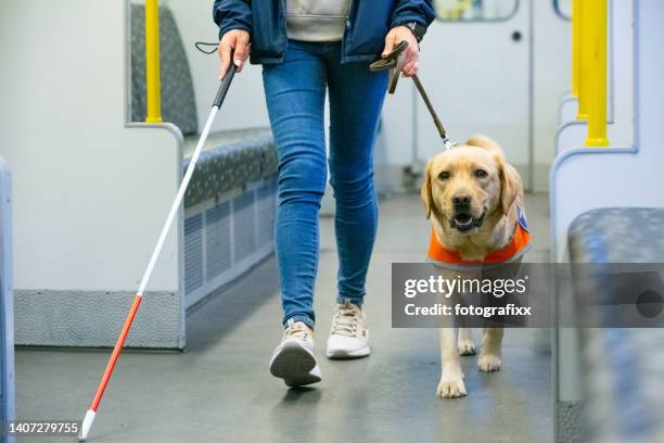 guide dog leads a blind person through the train compartment - blind person stock pictures, royalty-free photos & images