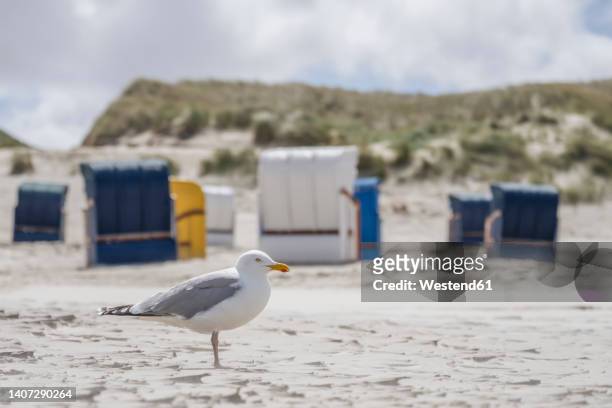 european herring gull (larus argentatus) standing on sandy beach with hooded beach chairs in background - ostfriesiska öarna bildbanksfoton och bilder