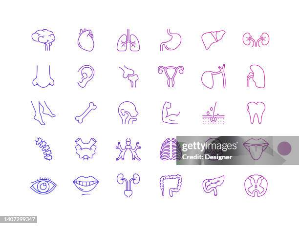 simple set of human organs and anatomy related vector line icons. outline symbol collection - uterus line stock illustrations