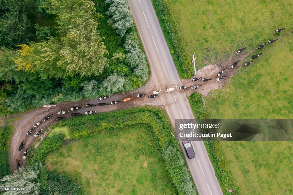 Overhead drone view of cows crossing the road to a field