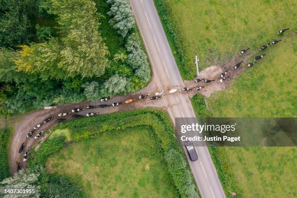 overhead drone view of cows crossing the road to a field - dairy farm stock pictures, royalty-free photos & images