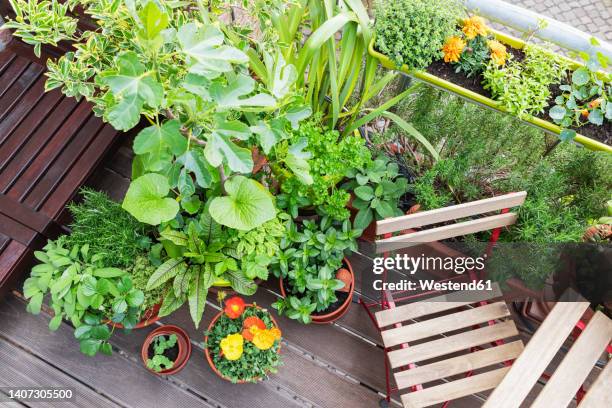 vegetable and flower plants on balcony - balcony plants stock pictures, royalty-free photos & images