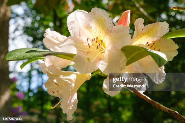 white blooming rhododendrons in spring - rhododendron stock pictures, royalty-free photos & images