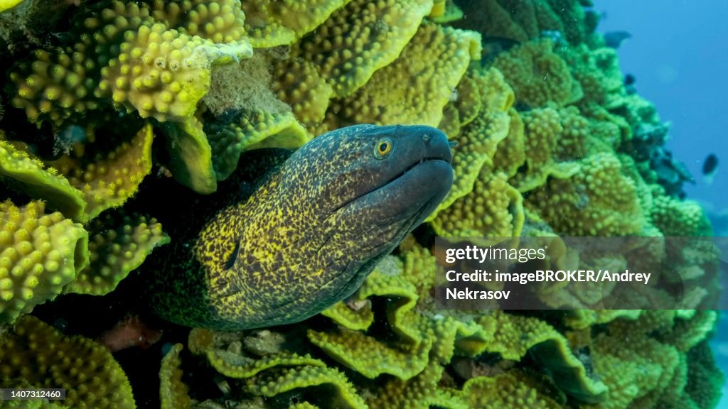 Yellow Edged Moray Eel (Gymnothorax flavimarginatus) peeks out of its Lettuce coral or Yellow Scroll Coral (Turbinaria reniformis) . Close-up. Red sea, Egypt