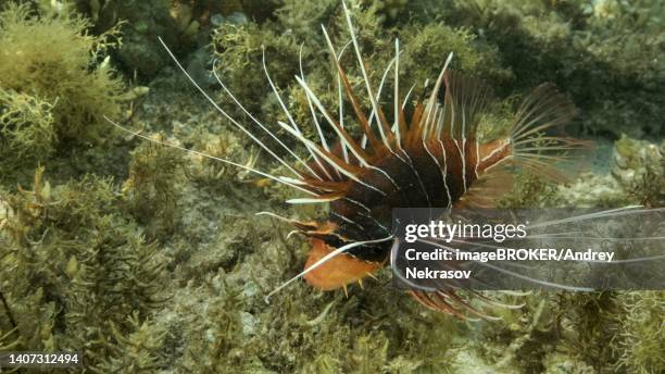 radial firefish (pterois radiata) or red sea lionfish (pterois cincta) swims above seabed covered with algae. close-up. red sea, egypt - pterois radiata stock pictures, royalty-free photos & images